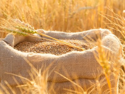 Украина сократила экспорт агропродукции на 57%: что происходит с логистикой