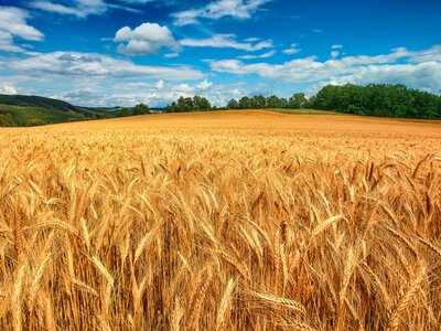 Украинские аграрии собрали более 30,8 млн тонн зерна нового урожая