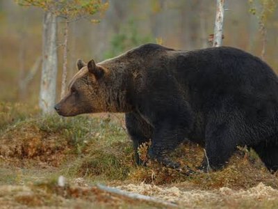  Медведь вытащил туристку из палатки на Алтае и утащил в лес 