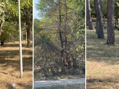  Алматинцы забили тревогу из-за засыхающих деревьев в «Атакенте» 