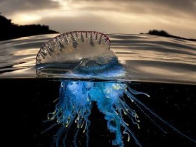 Опасные «кораблики» замечены на пляжах Европы: туристов предупреждают 