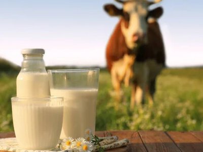 Производство молока в Украине упало на 15%, хотя промышленные фермы наращивают надои
