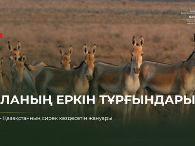Кулан — свободный дух степи