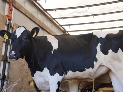 Очередная партия высокопродуктивного скота прибыла в Казахстан из Германии