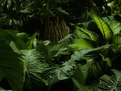 Тайны амазонских лесов: как ученые Перу и Боливии зафиксировали редкого хищника (видео) (Видео)