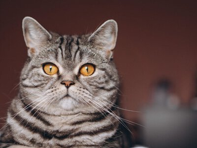 Как понять настроение кота за хвостом: тайный язык тела