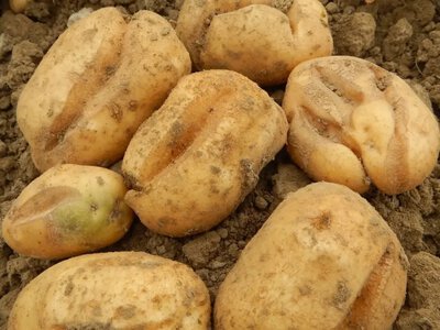 Растрескивание картофеля во время роста: почему такой урожай требует отдельного хранения