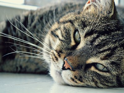 Мережі насмішила мордочка кота, який не хоче чекати, коли їжа буде готова (відео)