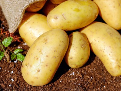  Жара и засуха сократят урожай картофеля во Франции на 21% 