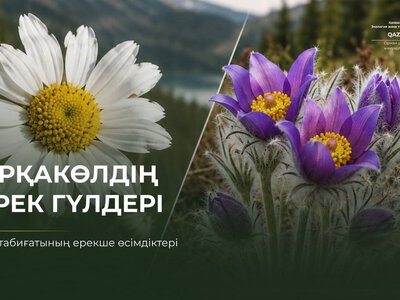 Редкие цветы Маркаколя