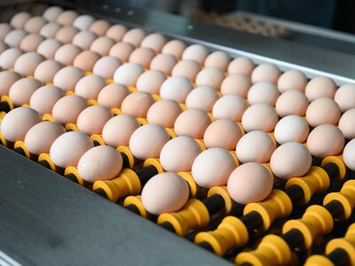 Пресечена попытка незаконного ввоза 20 тонн куриных яиц