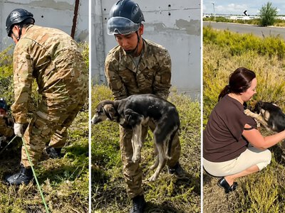  Собаку спасли из колодца в Карагандинской области 