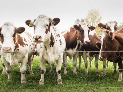 Поголовье КРС в Украине за год сократилось на 19%