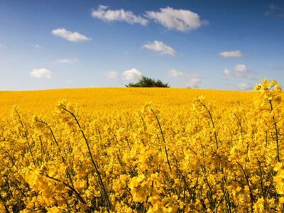 Цены на рапс в Украине упали из-за слабого экспортного спроса
