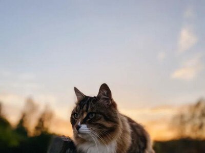 Кошка - магическое животное