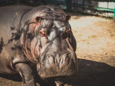 В Караганде отпразднуют день рождения бегемота
