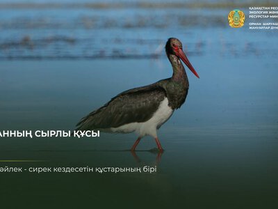 Черный аист: птица, которую нечасто увидишь