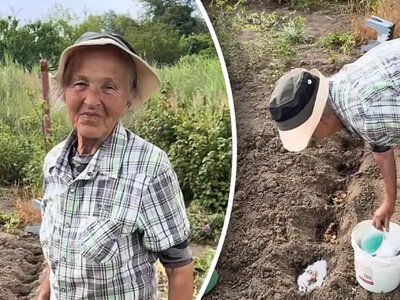 Вересневий город може дати другий урожай: що посіяти одразу після звільнення грядок