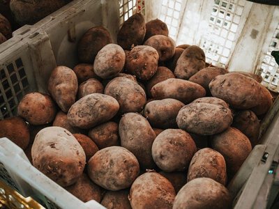 Урожай картофеля во Франции упадет до 30-летнего минимума: фермеры потеряют сотни миллионов евро