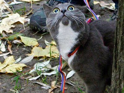 Кумедна реакція котів, які вперше опинилися на вулиці (фото)