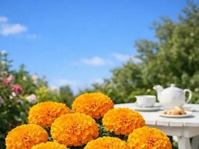 Бархатцы: секрет крупноголовости