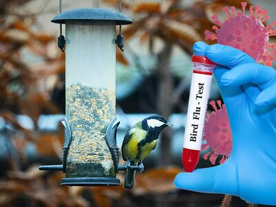 Годівничка біля будинку може стати точкою поширення H5N1: чому орнітологи радять бути обережними