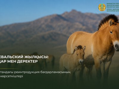 Возвращение лошади Пржевальского в казахстанскую степь продолжается