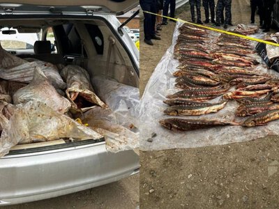  Подозреваемые в перевозке 277 кг осетровой рыбы задержаны в Атырау 