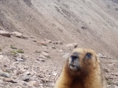  Любопытный сурок попал в объектив фотоловушки 