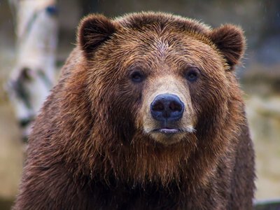 Стоматолог повернув ведмедя до життя під час операції: випадок, який починався зі звичайного лікування зубів
