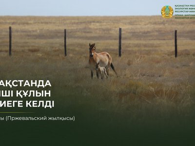 В Казахстане родился второй жеребенок Кертагы (лошади Пржевальского)
