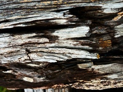Археологи раскопали в Африке деревянное сооружение, которому 476 000 лет