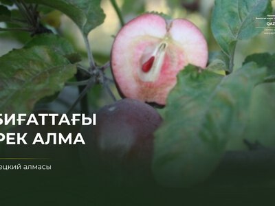 Чем необычна яблоня Недзвецкого?