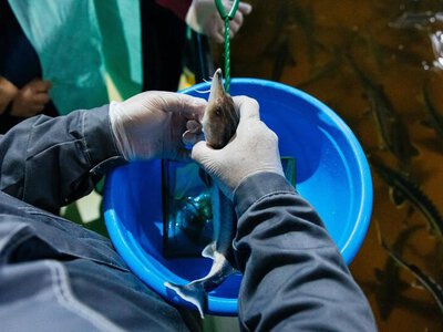 В Атырауской области наращивают объемы вылова и экспорта рыбной продукции