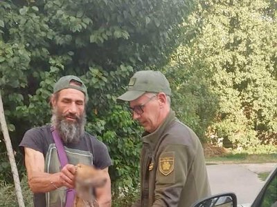 Дикая лиса заблокировала вход в дом на Киевщине: чем все закончилось