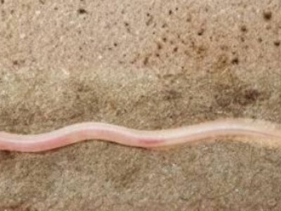 Gangaichthys indonepalicus: ученые впервые обнаружили подземных рыб