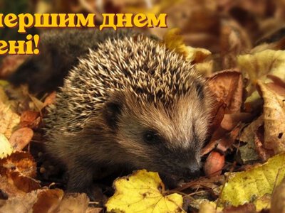 С первым днем осени: самые красивые картинки-поздравления с праздником