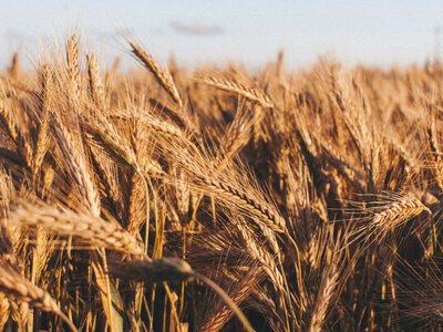 Цены на пшеницу в Украине: сколько стоит зерно в начале сентября
