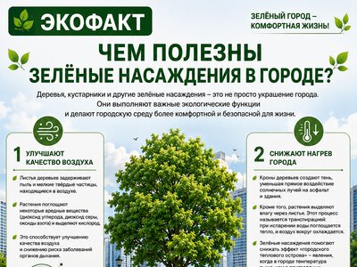 ЭКОФАКТ | Чем полезны зелёные насаждения в городе?