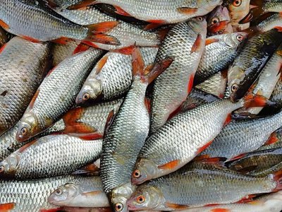 Рыба подорожает: спасет ли украинский карп от дорогой сельди