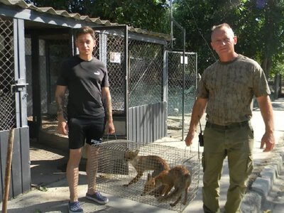 История со счастливым концом: лисят, спасенных под завалами на Одесчине, выпустили на волю