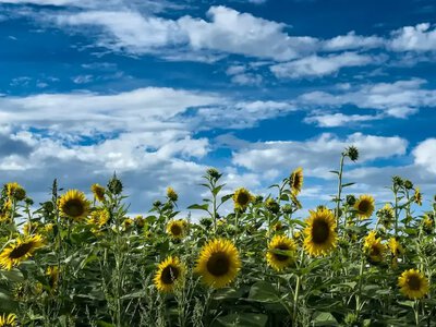 От +17 до +31 °C и риск пожаров: синоптики предупредили об атмосферном фронте и погоде 2 сентября
