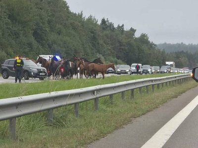 У Литві коні-втікачі спричинили хаос на міжміській трасі
