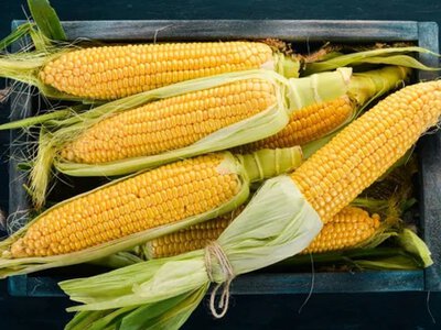 Украина накопила рекордные запасы кукурузы: что будет с экспортом осенью