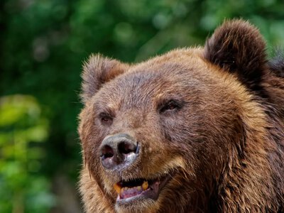 Дикие хищники приближаются к людям: алгоритм действий в критической ситуации при встрече с медведем