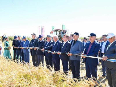 «Дала күні – 2026»: Сыр өңірінде күрішке орақ түсті