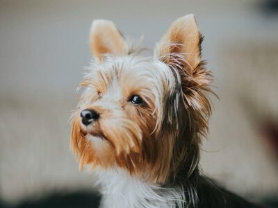 5 пород собак-долгожителей, которые могут оставаться с вами на протяжении многих лет (Видео)