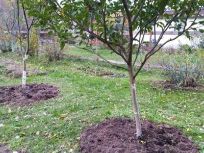 Не все саженцы переживут зиму: какие деревья опасно сажать осенью