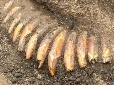 Археологи раскопали возле Вроцлава 5000-летнее ожерелье из зубов