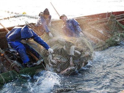 Революция прозрачности в океане: как платформа Global Fishing Watch борется с браконьерством